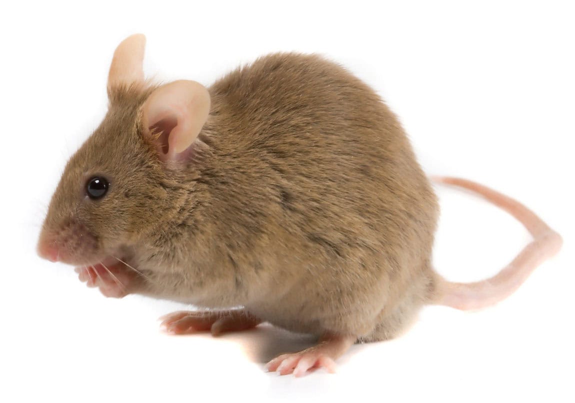 mouse and rodent control GTA